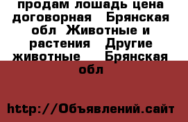 продам лошадь цена договорная - Брянская обл. Животные и растения » Другие животные   . Брянская обл.